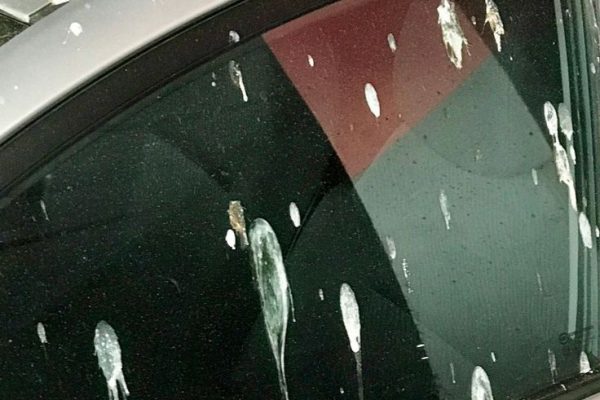 how to clean bird poop off car