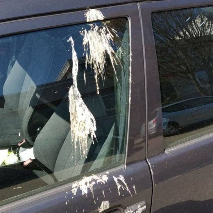 how to clean bird poop off car