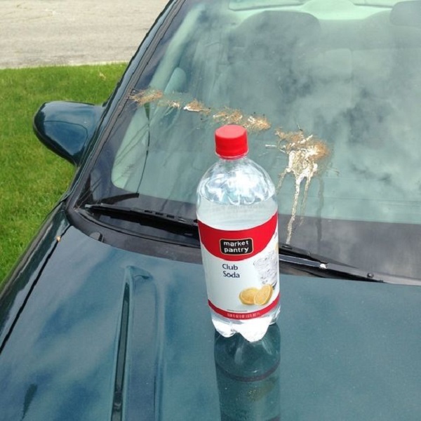 how to clean bird poop off car