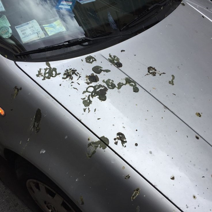how to clean bird poop off car